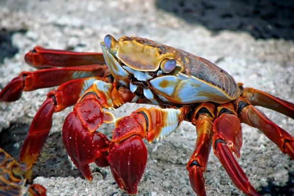 crab-298346_1920